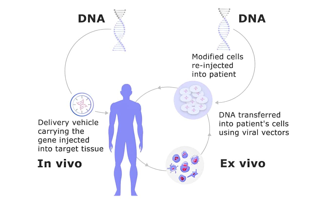 Illustration of gene therapy technology comparing in vivo and ex vivo methods